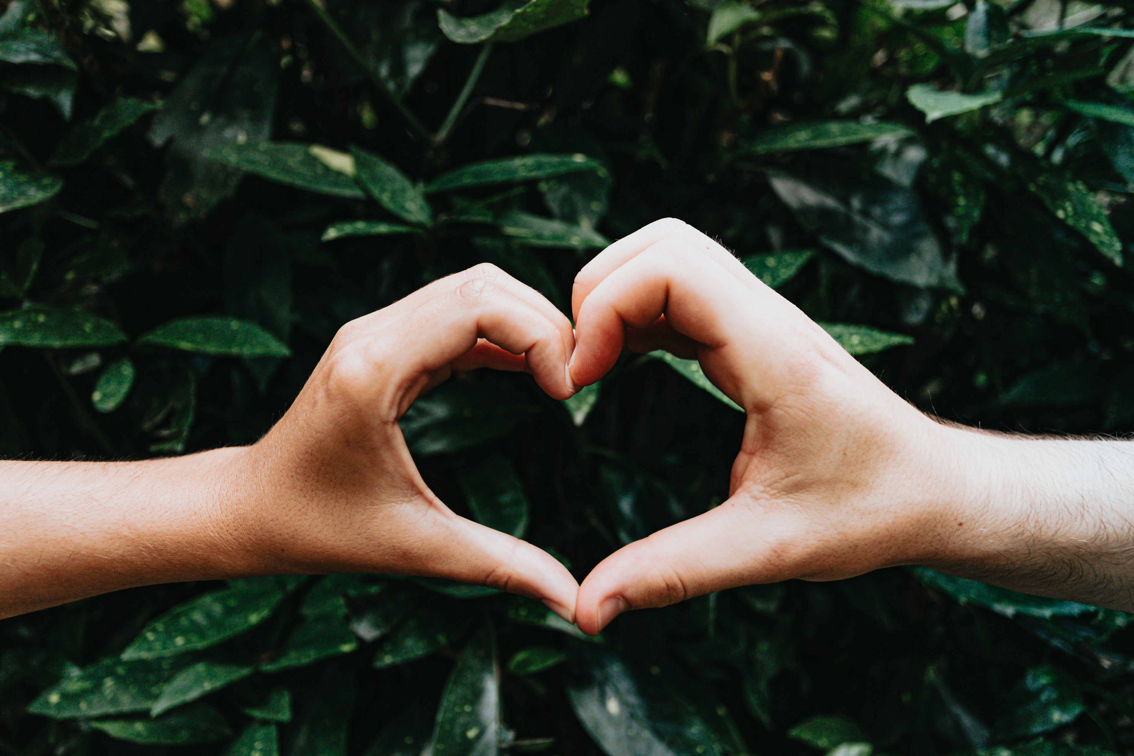 Hands forming heart shape against lush green foliage, symbolizing love and nature